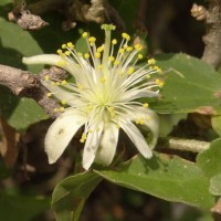 Grewia tenax (Forssk.) Fiori